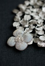 anemone white anemone white